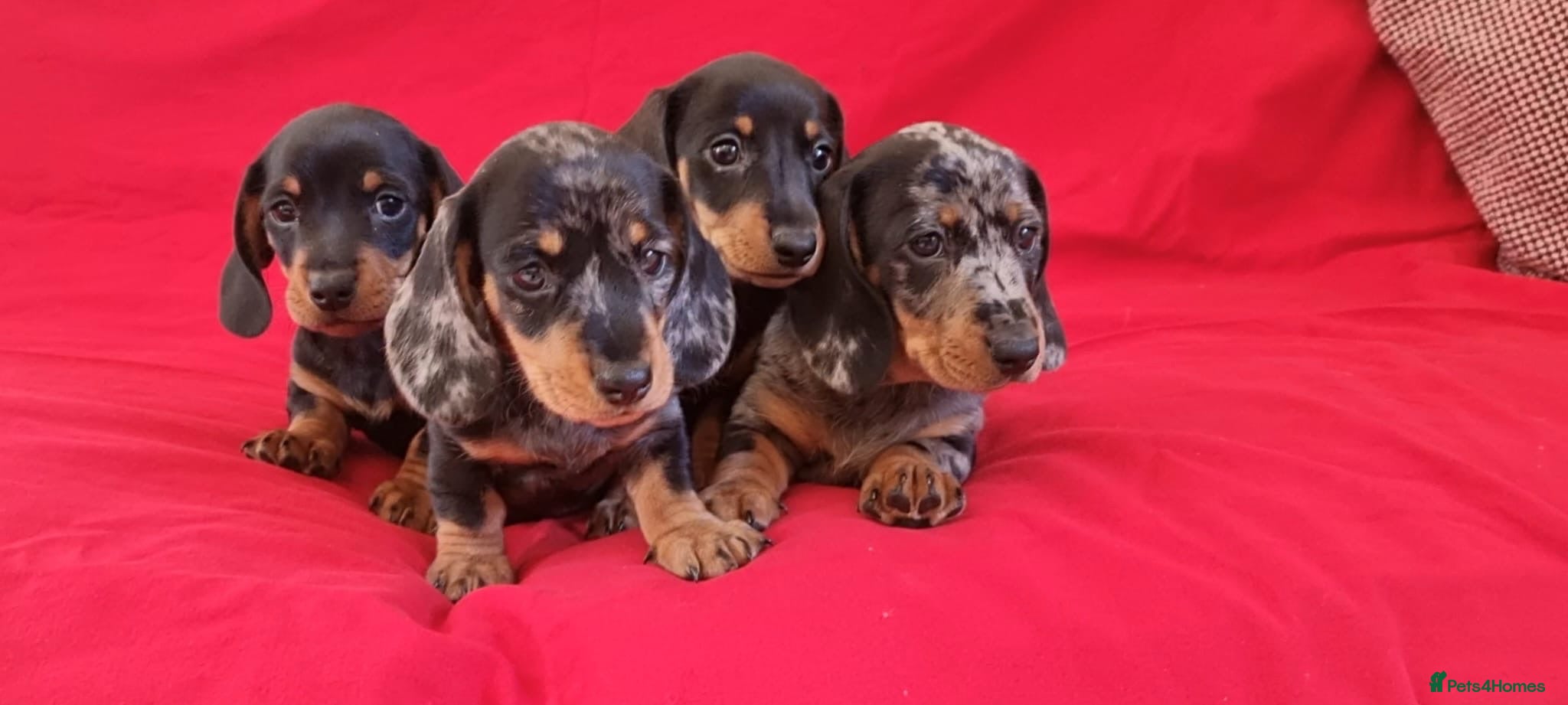 Miniature Dachshund dogs 4 stunning minature dachshund puppies.  - Advert 12