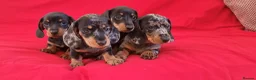 Miniature Dachshund dogs for sale: 4 stunning minature dachshund puppies.  in Buckfastleigh - Advert 1