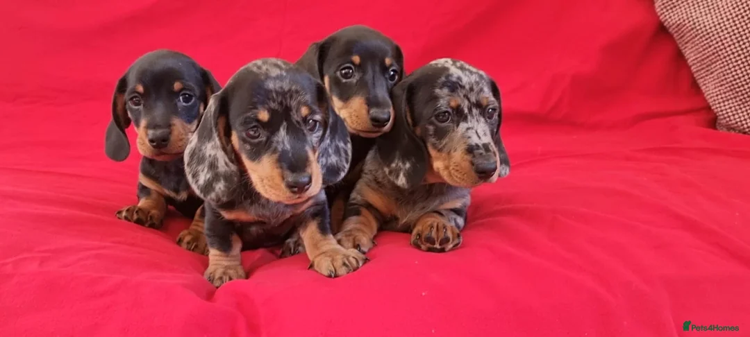 Miniature Dachshund dogs for sale: 4 stunning minature dachshund puppies.  in Buckfastleigh - Advert 1
