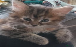 Maine Coon cats for sale: Half Main Coon and Ragdoll - Image 14