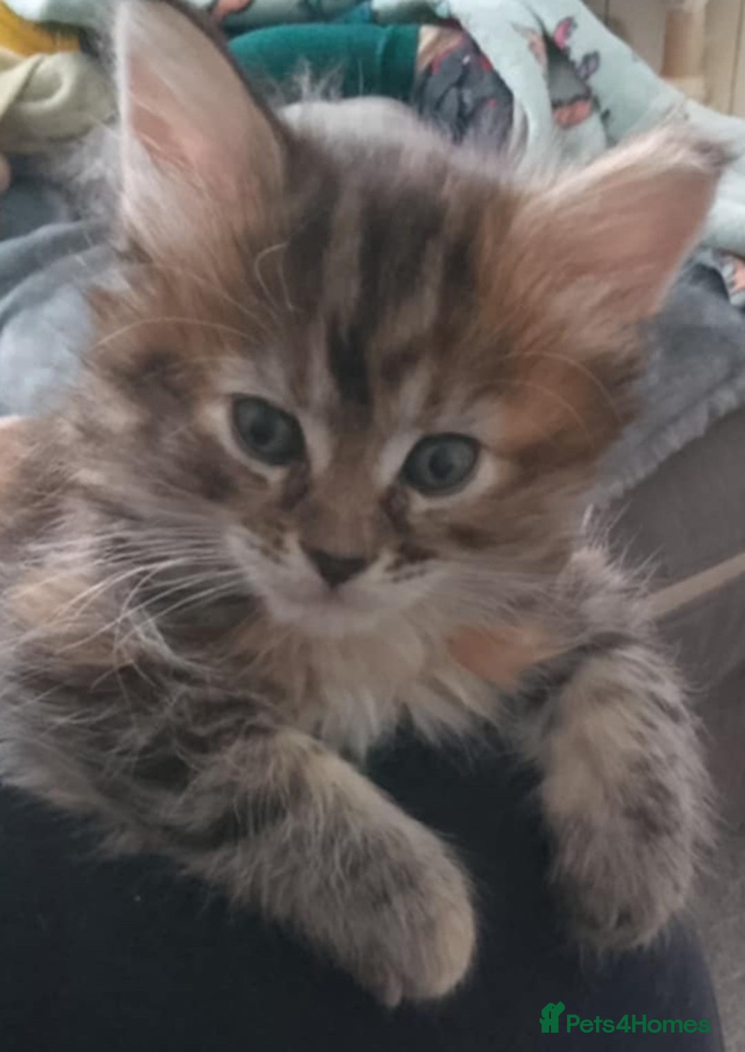 Maine Coon cats for sale: Half Main Coon and Ragdoll - Image 14