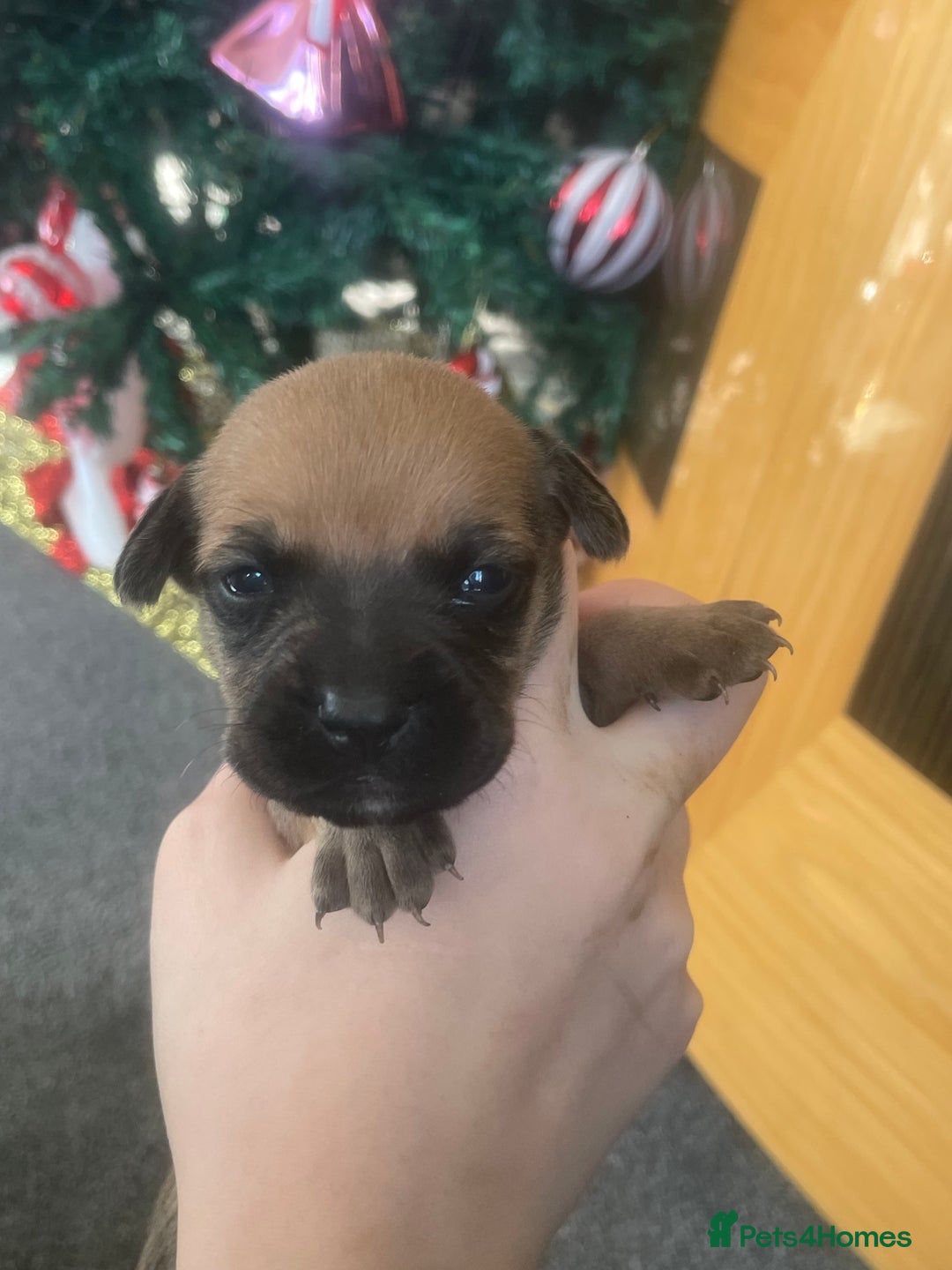 Mixed Breed dogs for sale: Bodeguero Andaluz x French Bulldog Puppies  - Advert 21