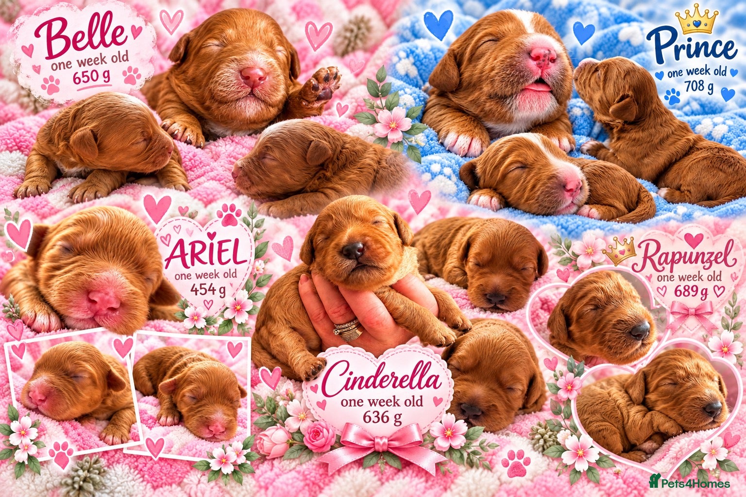 Australian Labradoodle dogs Multigenerational Australian Labradoodle Puppies - Advert 1