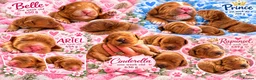 Australian Labradoodle dogs for sale: Multigenerational Australian Labradoodle Puppies - Advert 3