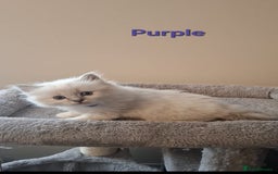 Ragdoll cats for sale: 2 female blue point ragdoll kittens  - Image 6
