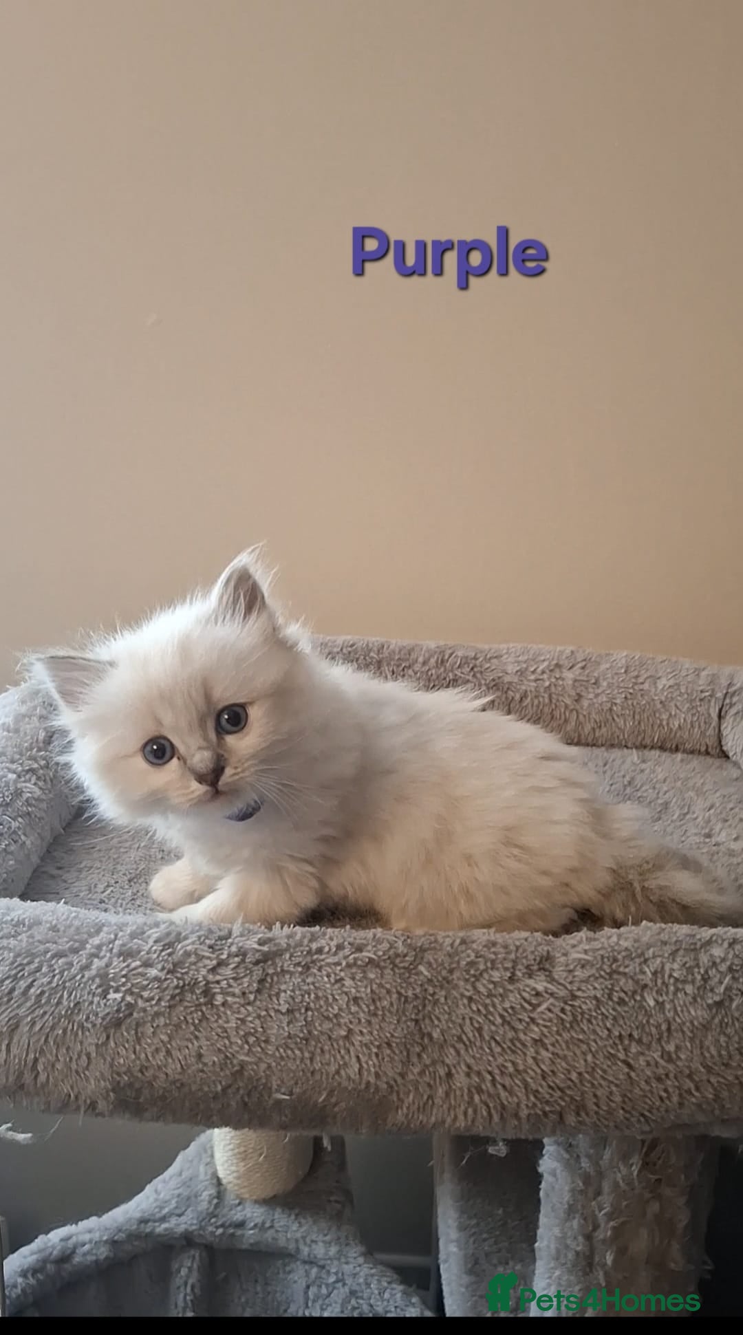 Ragdoll cats for sale: 2 female blue point ragdoll kittens  - Image 6