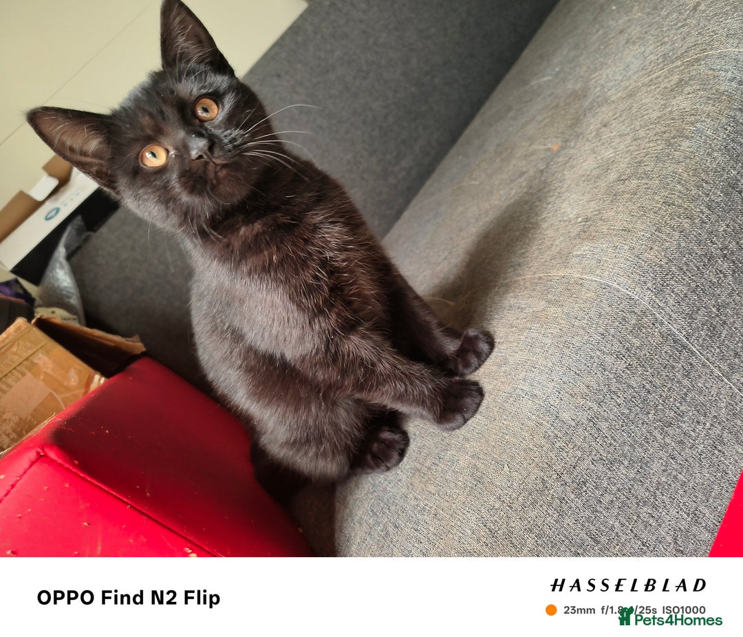 Scottish Fold cats for sale: Scottish fold girl - Advert 5