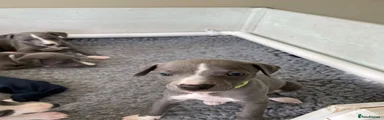 Whippet 3