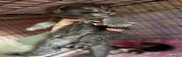 Maine Coon cats for sale: Stunning Maine coon kittens  - Advert 11