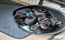 Dobermann dogs for sale: Doberman puppies looking for their forever home - Advert 8