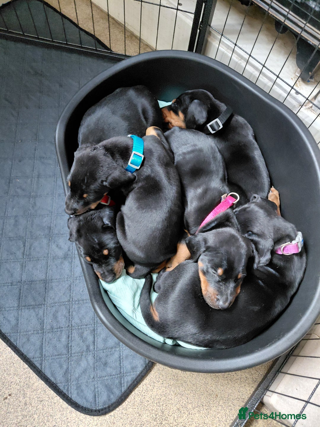 Dobermann dogs for sale: Doberman puppies looking for their forever home - Advert 8