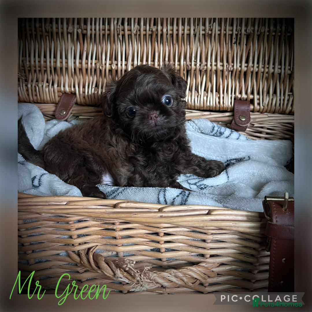 Shih Tzu dogs for sale: Stunning KC chocolate imperial Shihtzu puppies - Image 31