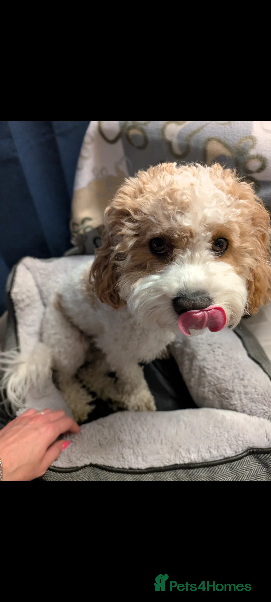 Mixed Breed dogs for stud: White/Fox Red Cavapoo - Advert 4