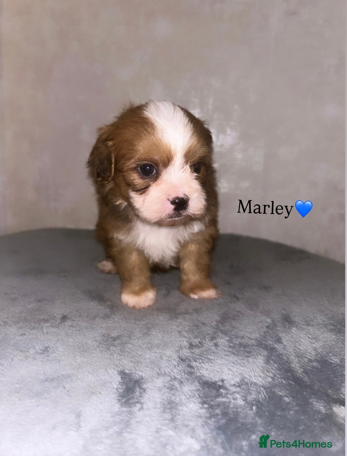 Shihpoo dogs Gorgeous Shihpoos for sale  - Advert 1