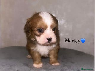 Shihpoo dogs Gorgeous Shihpoos for sale - Advert 3