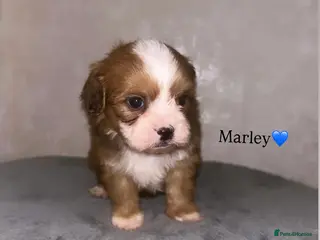 Shihpoo dogs Gorgeous Shihpoos for sale - Advert 12