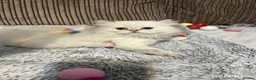 British Longhair cats for sale: 5 British longhairs for sale in London - Advert 10