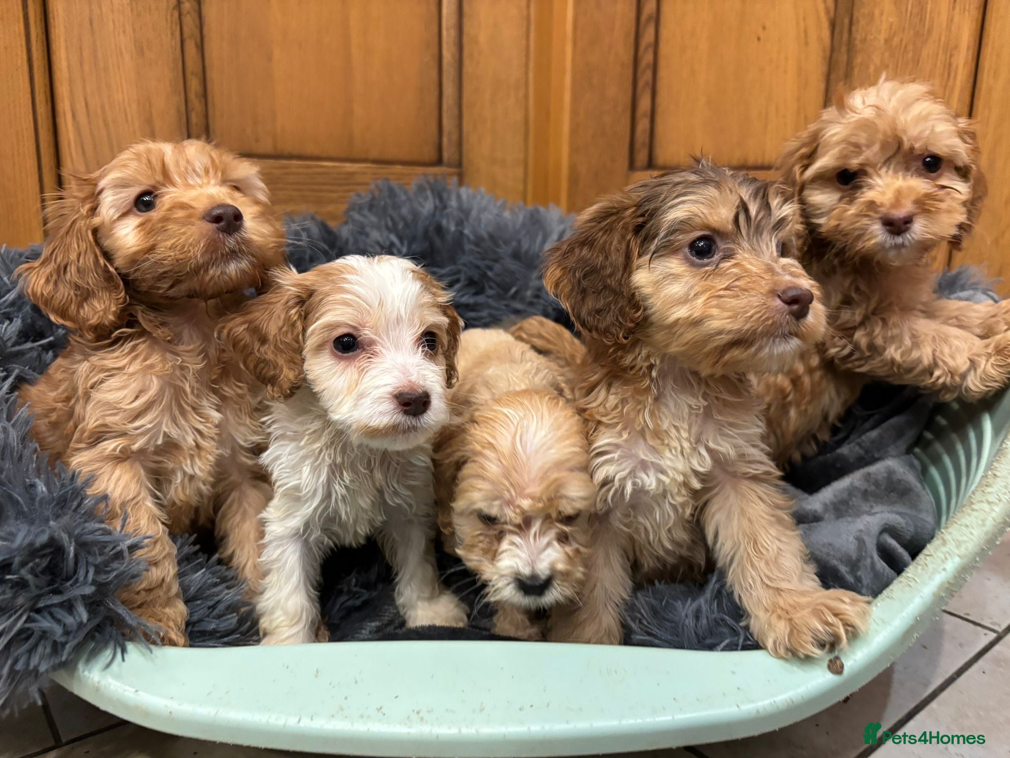 Cockapoo dogs Cockapoo Puppies – Boys and Girls Available - Advert 1