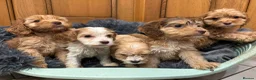 Cockapoo dogs for sale: Cockapoo Puppies – Boys and Girls Available - Advert 1