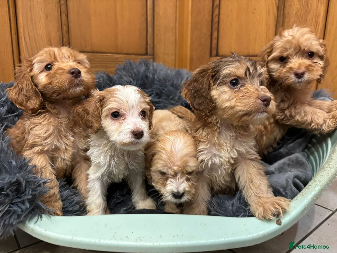 Cockapoo dogs for sale: Cockapoo Puppies – Boys and Girls Available - Advert 1
