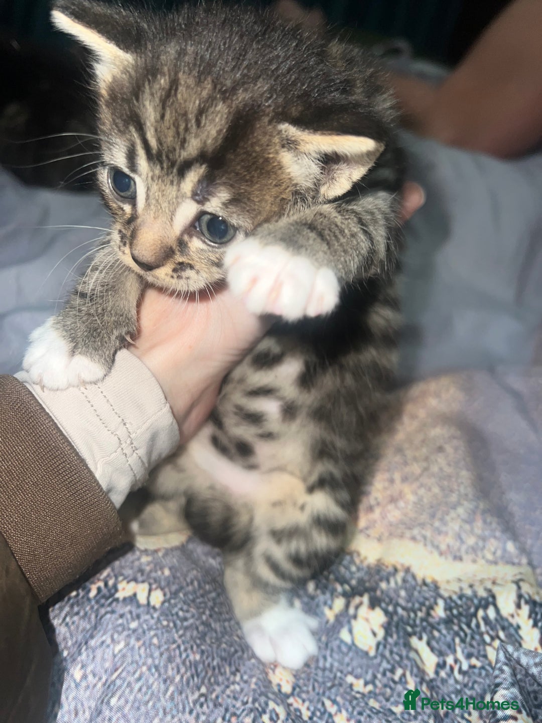 British Longhair cats for sale: 5 beautiful kittens - Advert 12