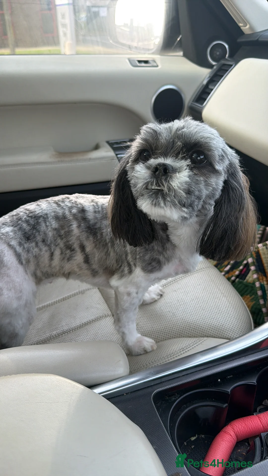 Malshi dogs for sale: Female 1 year old  - Advert 3