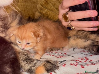 Maine Coon cats 3 Maine Coon kittens - Advert 1