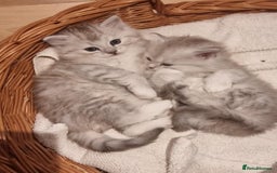Persian cats for sale:  Boy and Girl pair to go together - Image 4