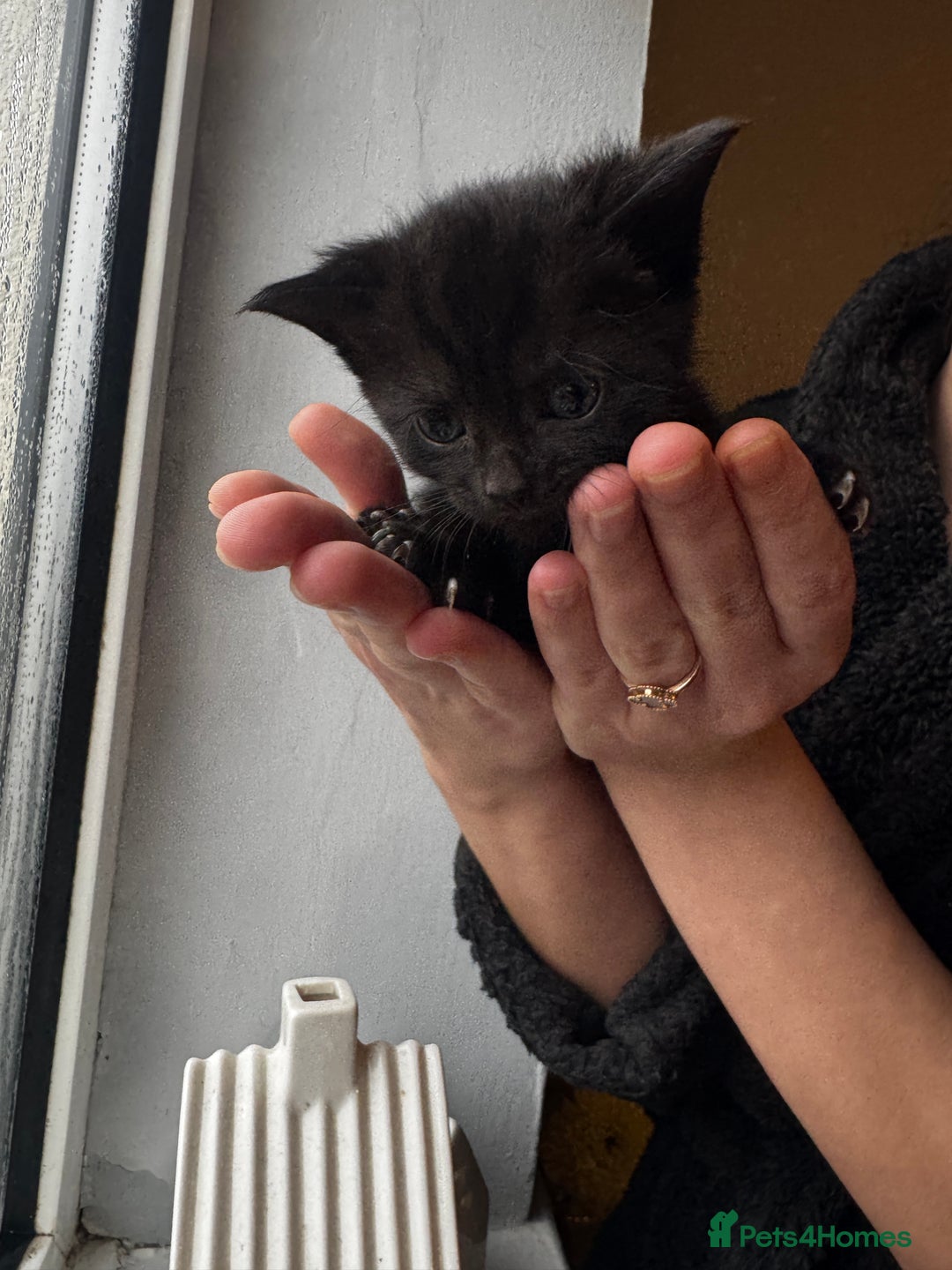 Mixed Breed cats for sale: Bombay cat  - Advert 9