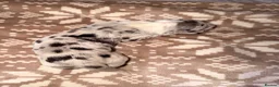 Great Dane dogs for sale: Great danes puppies - Advert 3