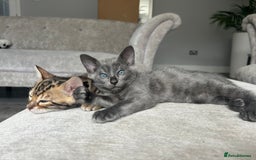 Bengal cats for sale: Stunning Bengal Kittens - TICA Registered - Image 2