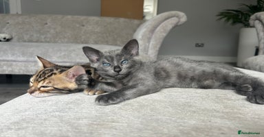 Bengal cats - Advert 13
