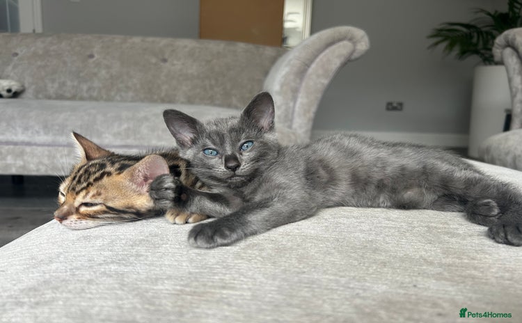 Bengal cats - Advert 20