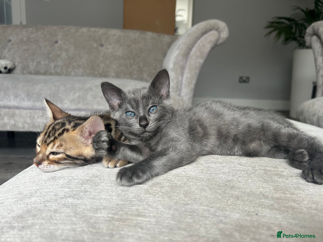 Bengal cats for sale: Stunning Bengal Kittens - TICA Registered - Image 2