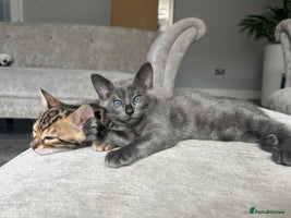 Bengal cats - Advert 15