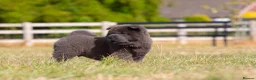 Chow Chow dogs for sale: Stunning smooth and fluffy ChowChow puppies  - Advert 18