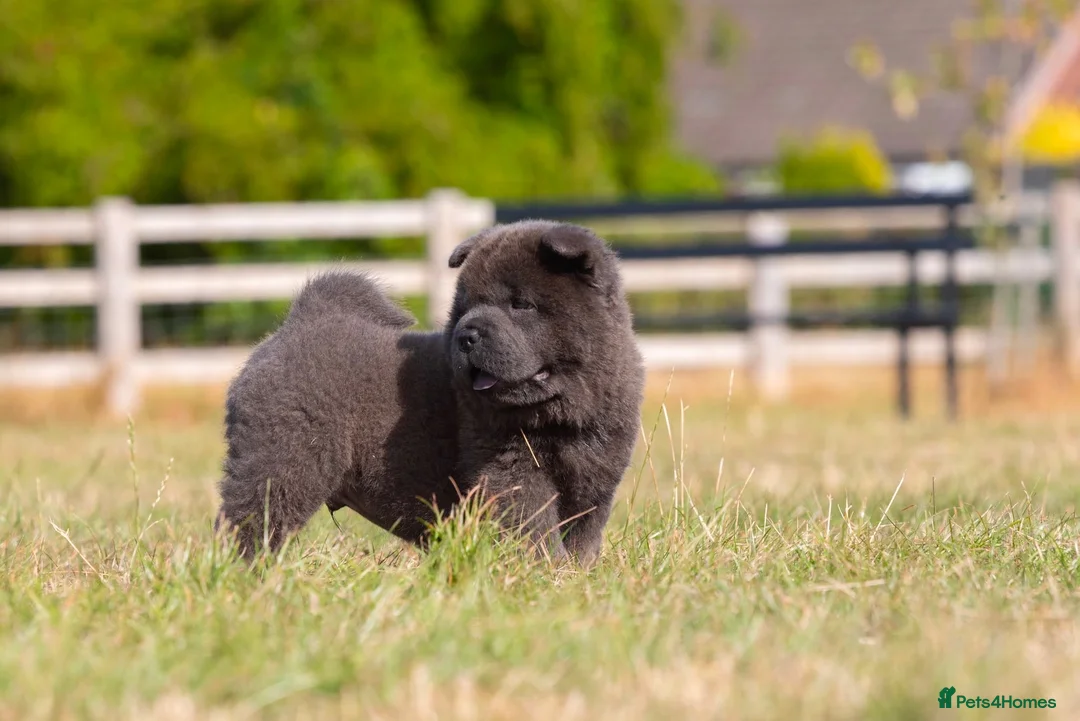 Chow Chow dogs for sale: Stunning kc reg chow last Smooth boy available 🐻 - Advert 17