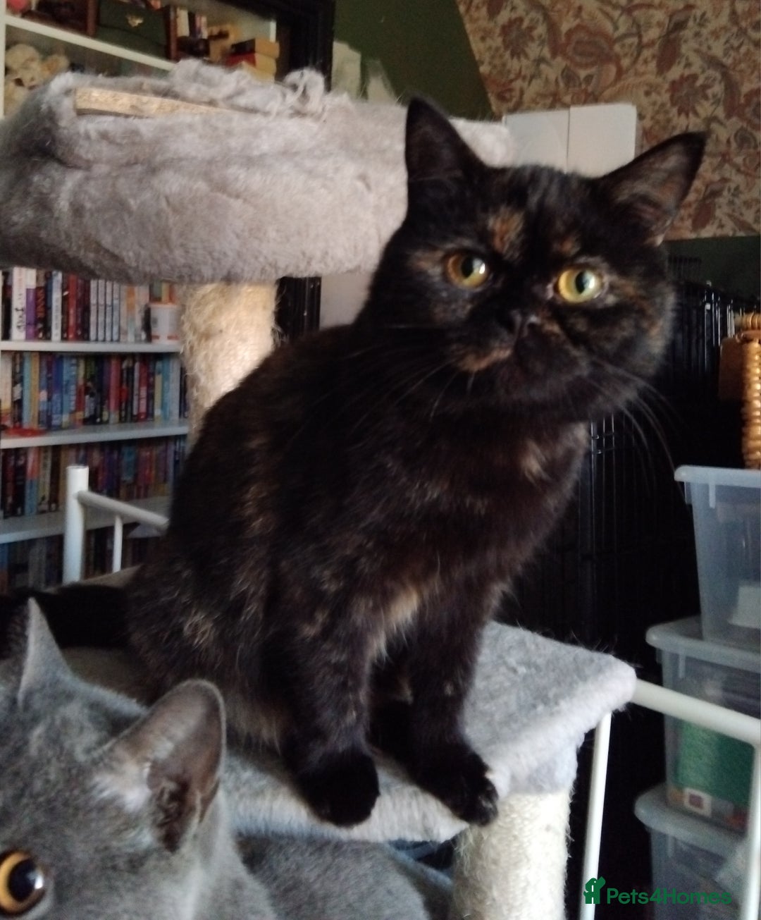 British Shorthair cats for sale: British Shorthair cats looking for new home - Image 2