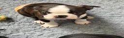 Boston Terrier dogs for sale: Kc Boston Terrier Puppies - Advert 5