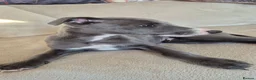 Whippet dogs for sale: Whippet puppies (small) blue, boys - Advert 2