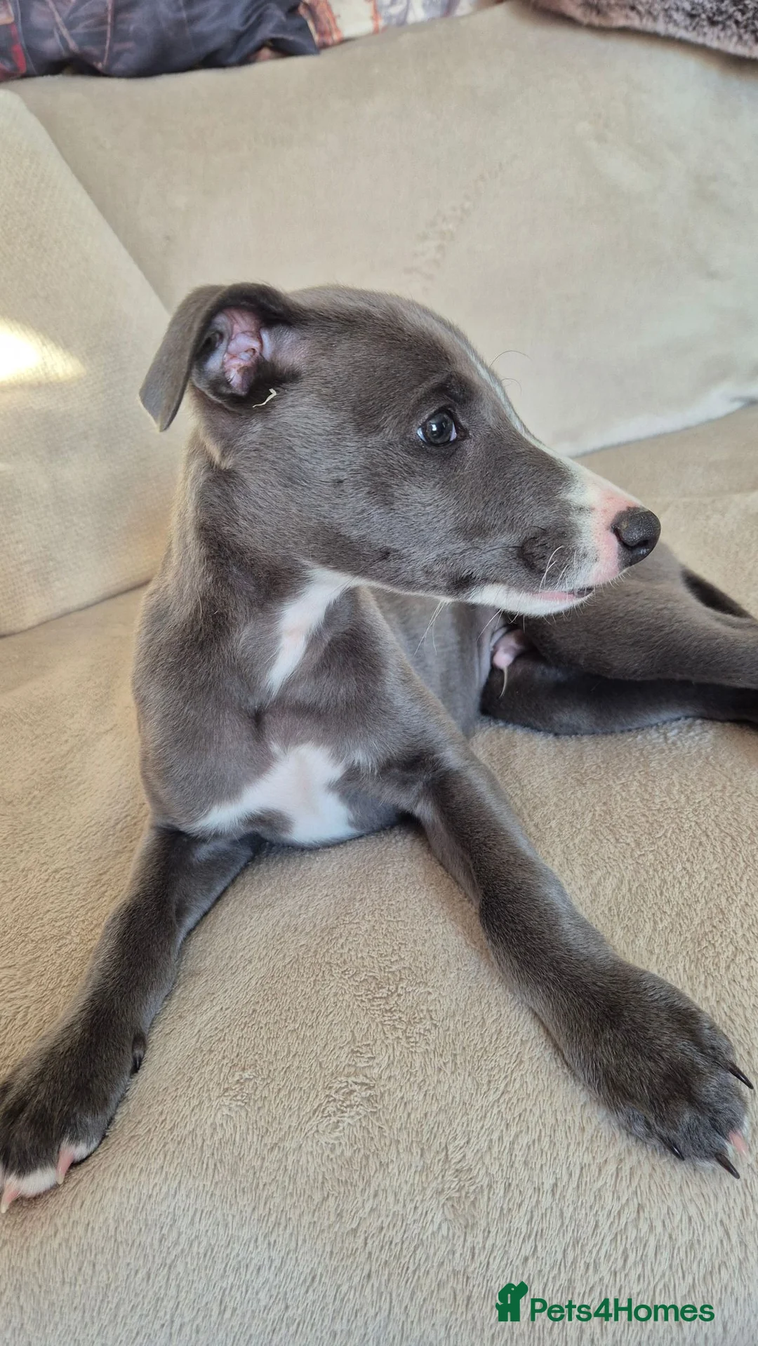 Whippet dogs for sale: Whippet puppies (small) blue, boys - Advert 2