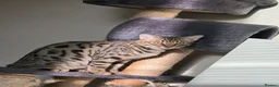 Savannah cats for sale: Savannah cat  - Advert 4