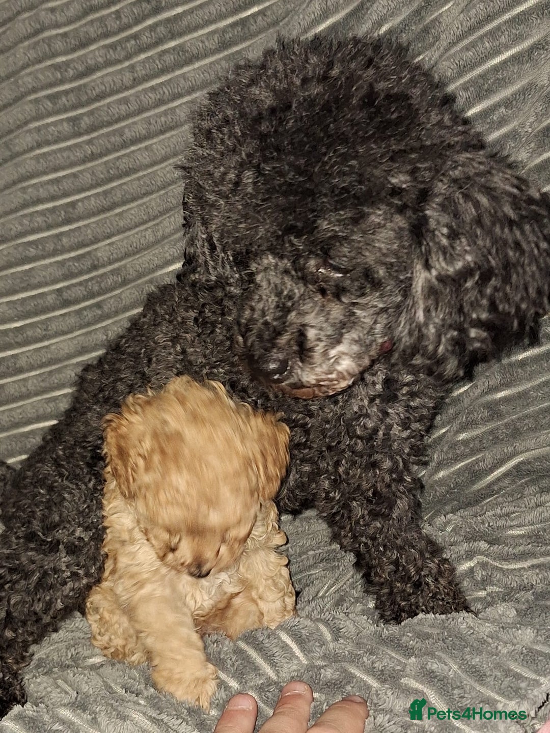 Toy Poodle dogs for sale: Tiny toy poodle female apricot - Image 13