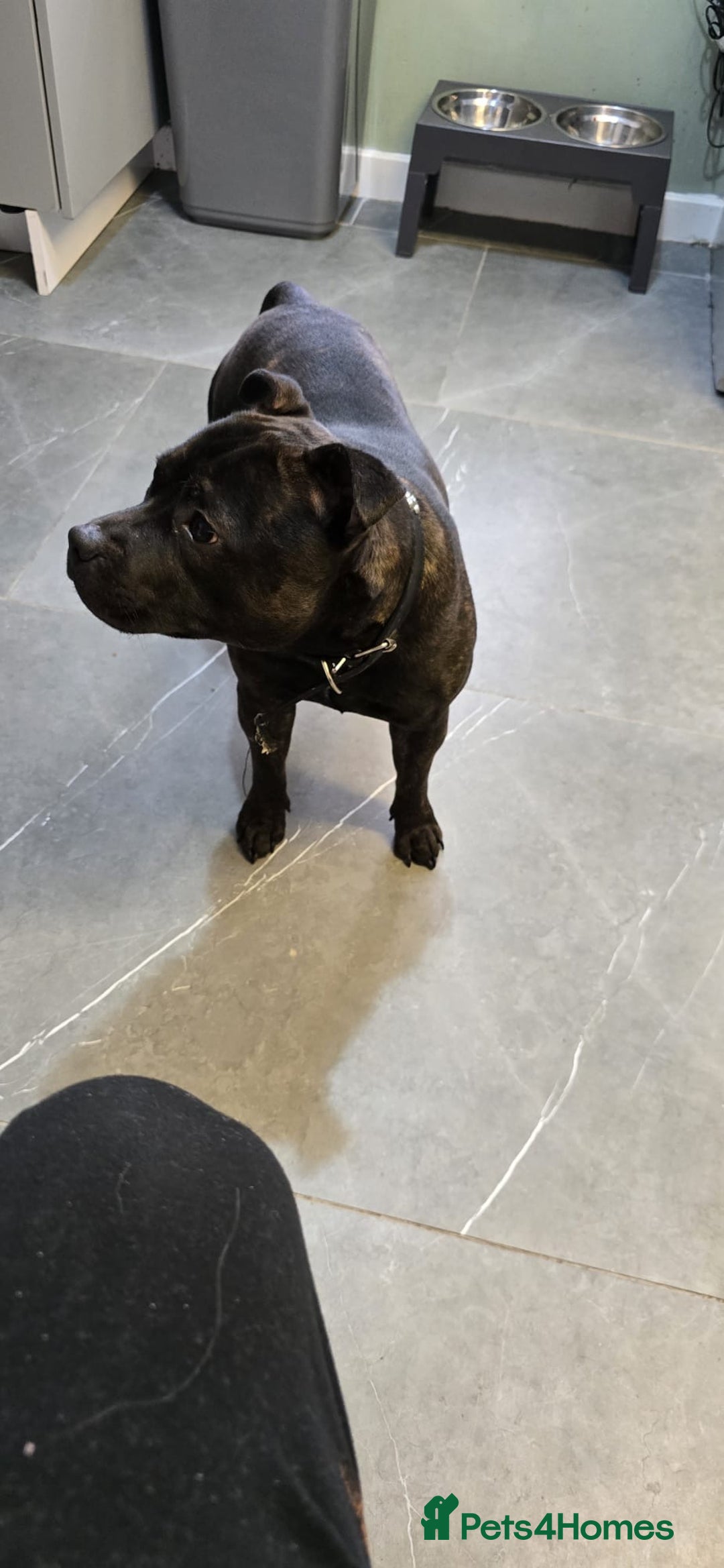 Staffordshire Bull Terrier dogs for sale: STAFFY BOY 11months old CHAMPION BLOODLINE  - Image 4