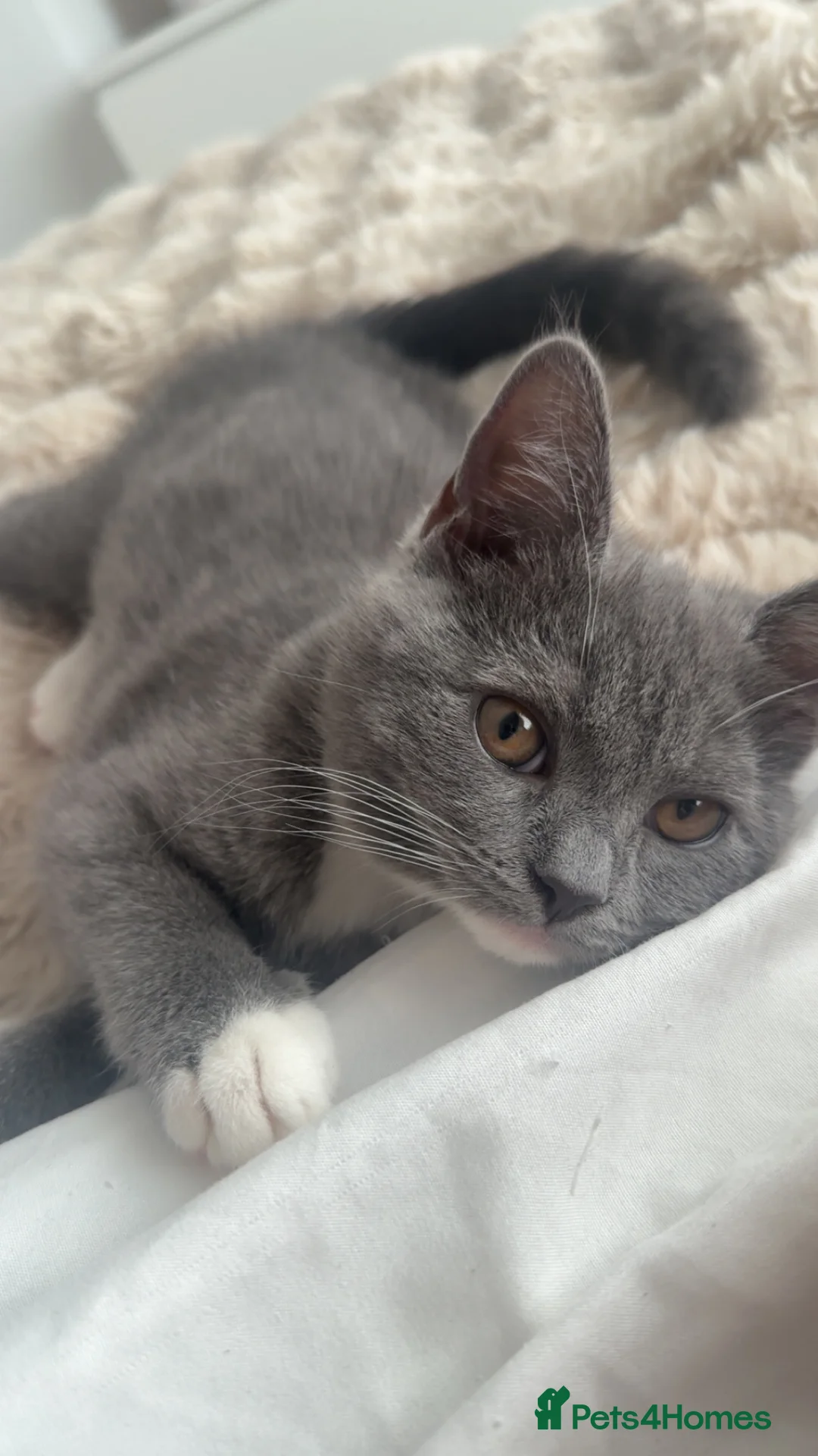 British Shorthair cats for sale: Mixed British Shorthair Kittens - Advert 2