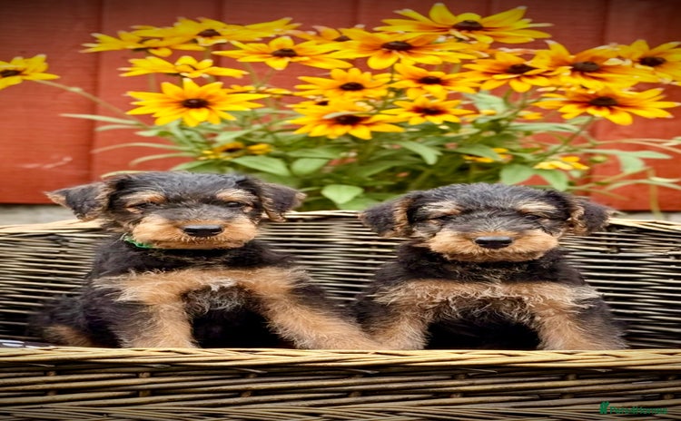 Airedale Terrier dogs - Advert 1