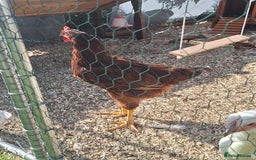 Chickens poultry for sale: Rhode Island red cockrel needs rehoming. - Image 3