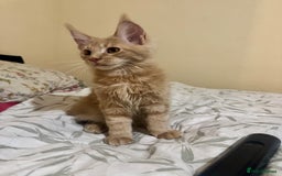 Maine Coon cats for sale: Last Ginger Boy Pure Mainecoon! - Image 21