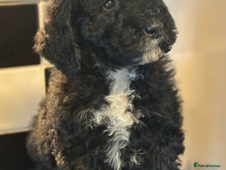 Mixed Breed dogs F1B SAINTBERNADOODLE NOVA 1295 B/W GIRL - Advert 1