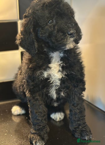 Mixed Breed dogs F1B SAINTBERNADOODLE NOVA 1295 B/W GIRL - Advert 3